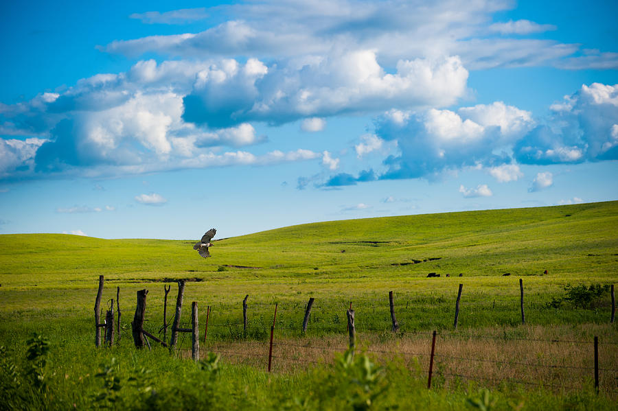 Hawk and Flint Hills Photograph by Jeff Phillippi