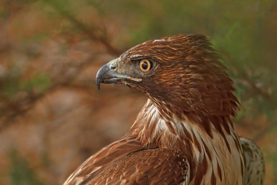 Hawk Profile Photograph by Beth Sargent