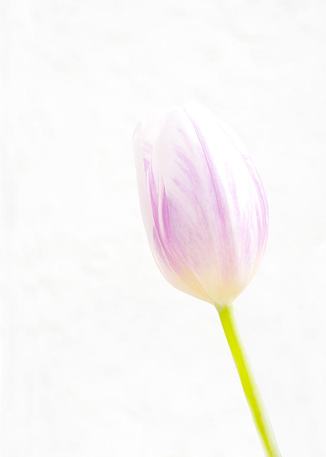 High Key Tulip Photograph by Richard Reeve