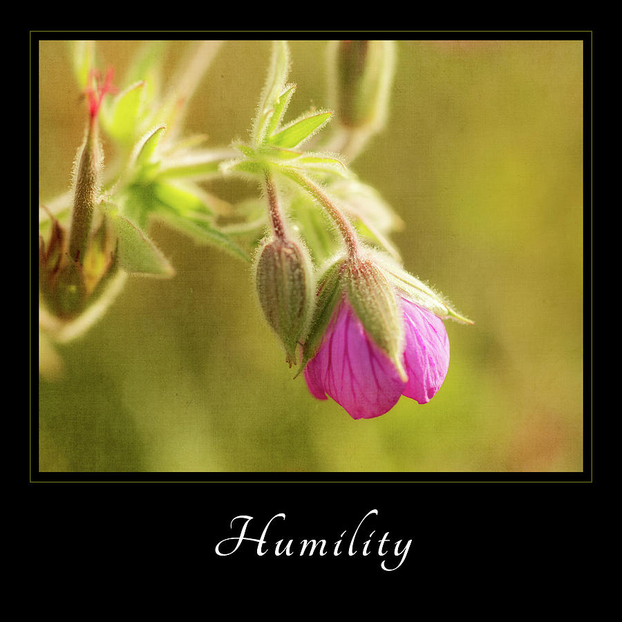 Graceful Bloom Photograph - Humility 3 by Mary Jo Allen
