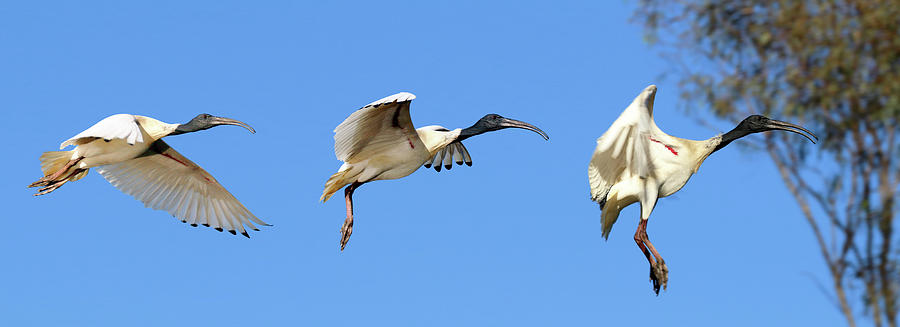 Ibis Flight Photograph by Nicholas Blackwell