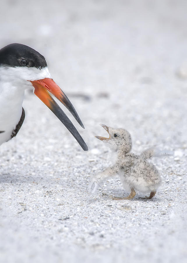 Im NOT Tiny Photograph by Ghostwinds Photography