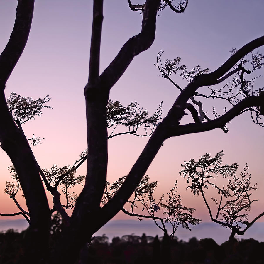 Jacaranda Silhouette Photograph by Rona Black