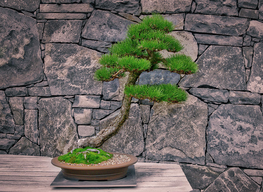 Japanese Black Pine Bonsai by Steven Ralser