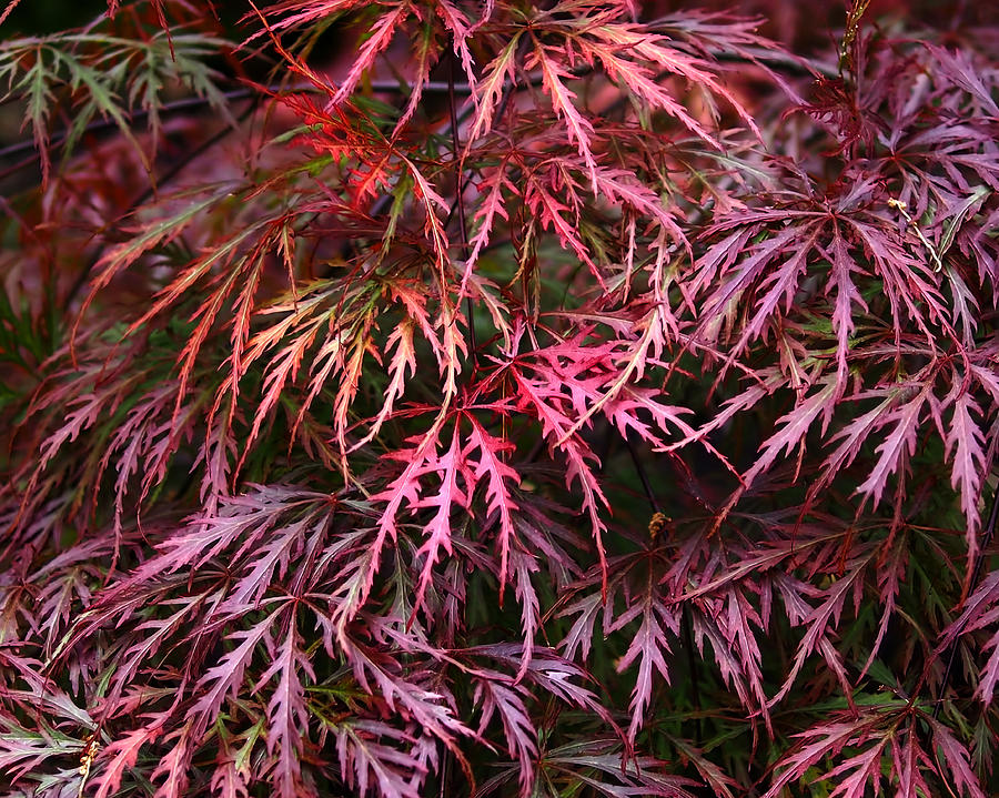 Japanese Maple Photograph by Rona Black