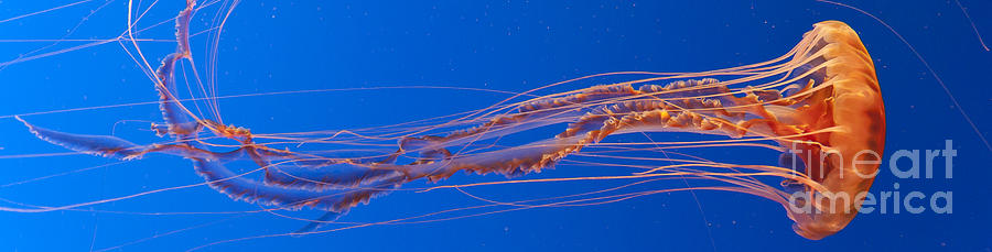 Jelly Fish Photograph by Darcy Michaelchuk