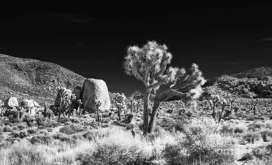 Joshua Tree Grove Photograph by Blake Webster