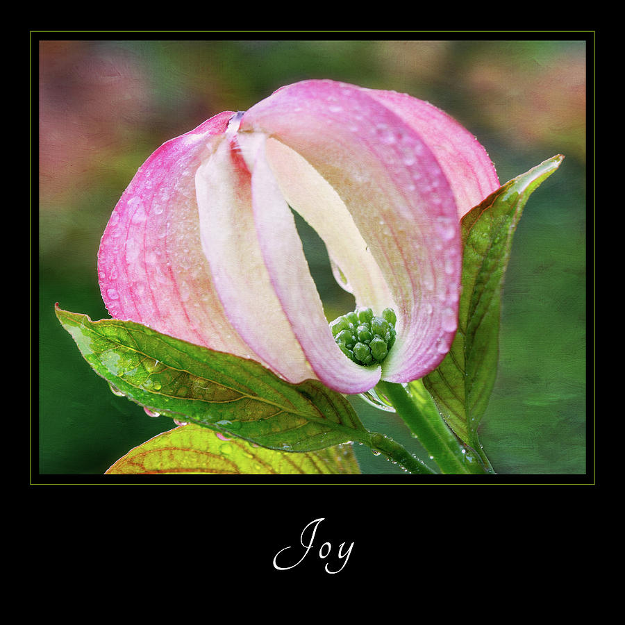 Dew-Kissed Pink Blossom Photograph - Joy 3 by Mary Jo Allen