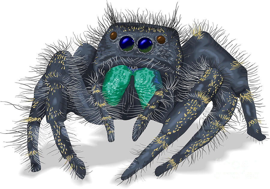 Jumping Spider by Mark Giles