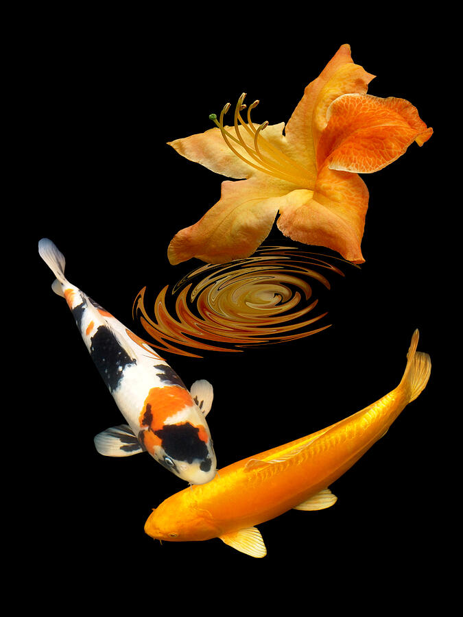 Koi With Azalea Ripples Vertical by Gill Billington