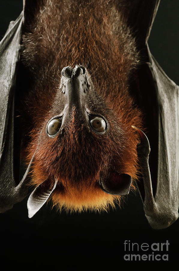 Large Flying Fox Roosting by Chien Lee