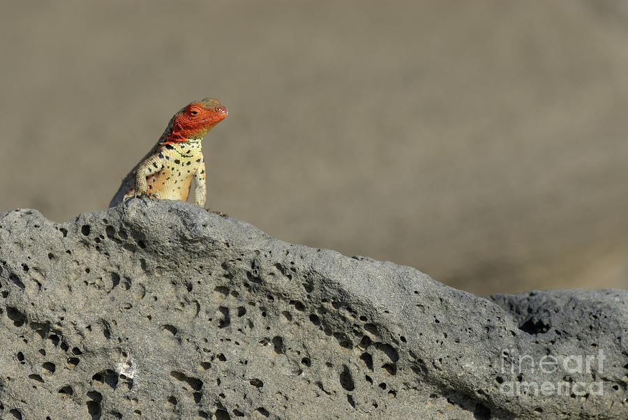 Lava Lizard on lava rock Photograph by Sami Sarkis Photography