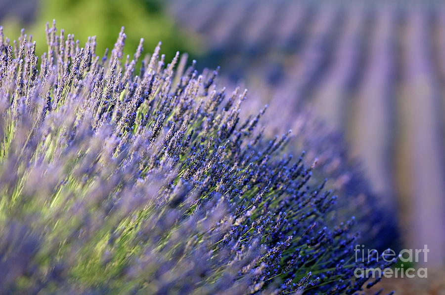 Lavender Fields at Sunset Photograph - Lavender flowers in a field by Sami Sarkis Photography