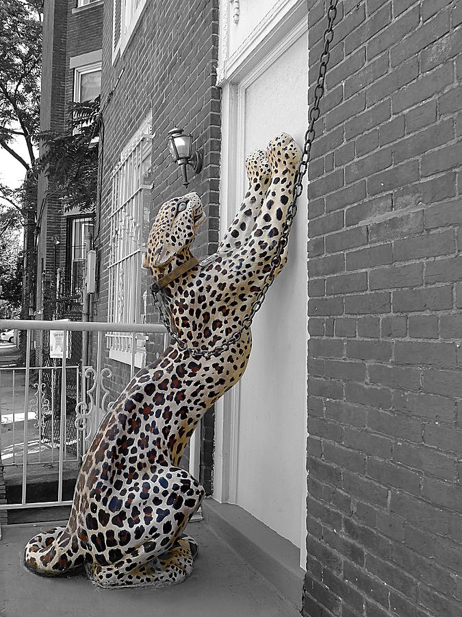 Let the Cat In Photograph by Richard Reeve