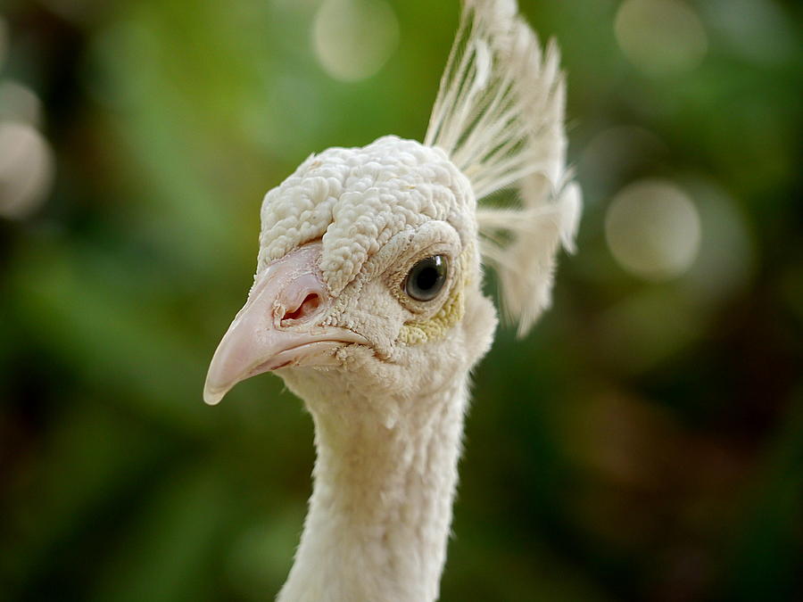 Leucistic Peacock Photograph by Richard Reeve