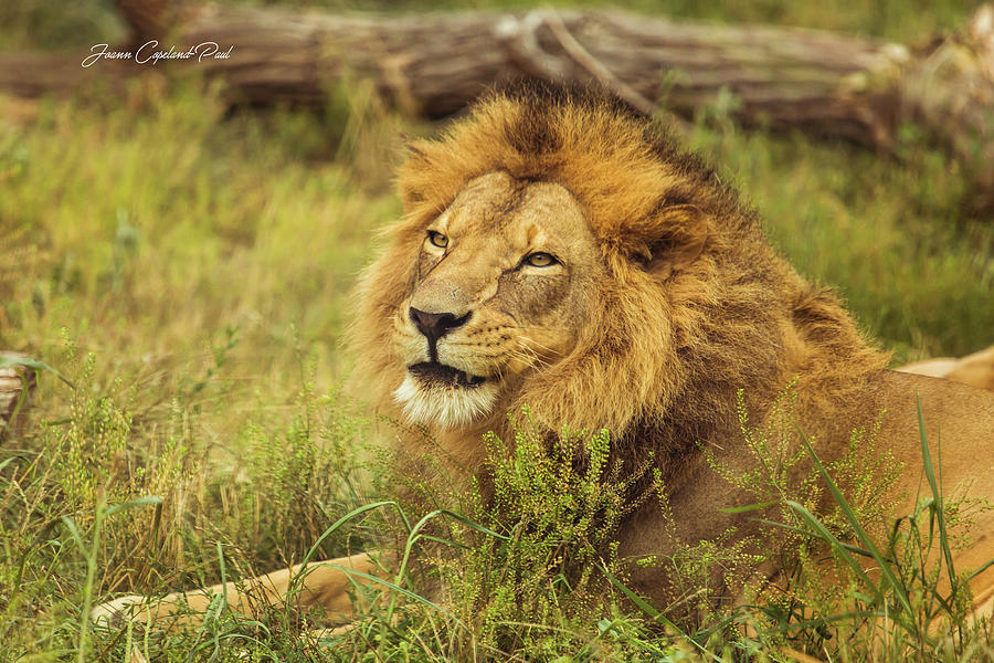 African Lion Portrait Photograph by Joann Copeland-Paul
