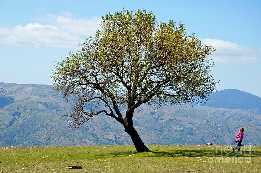 Solitary Tree on Hilltop Photograph - Little girl walking past a tree in springtime by Sami Sarkis Photography
