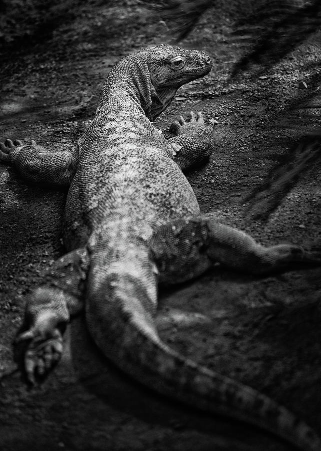Lizard Photograph by Al Poullis