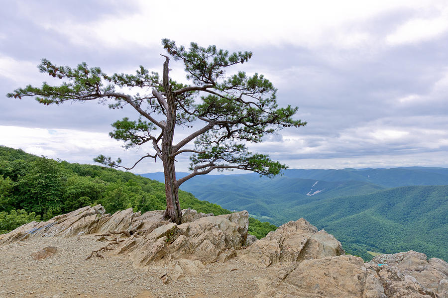Lone Pine Photograph by Rob Narwid