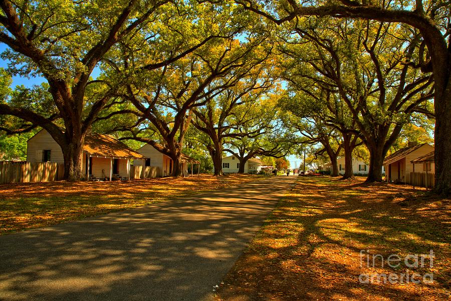 Louisiana Community Photograph by Adam Jewell