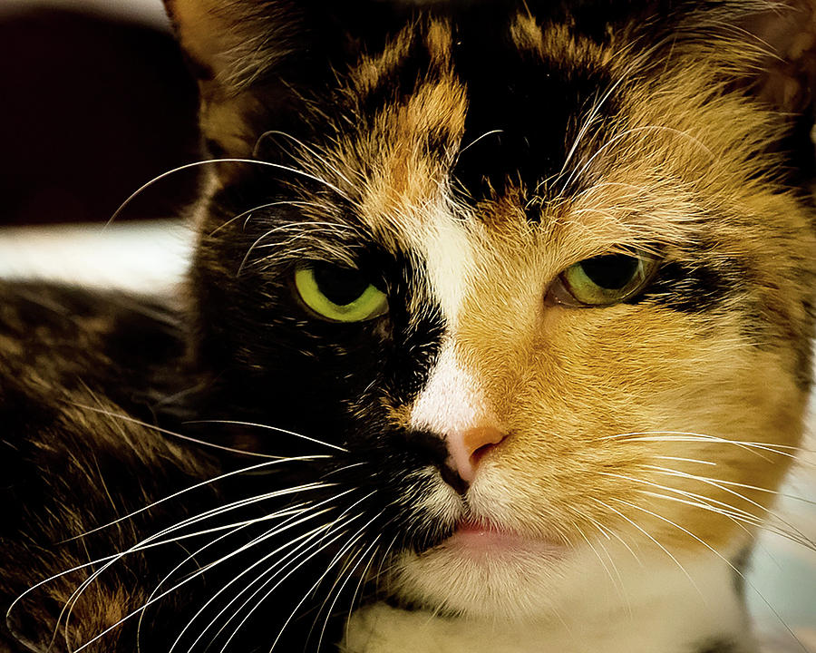 Lucy Cat Photograph by Marshall Hurley