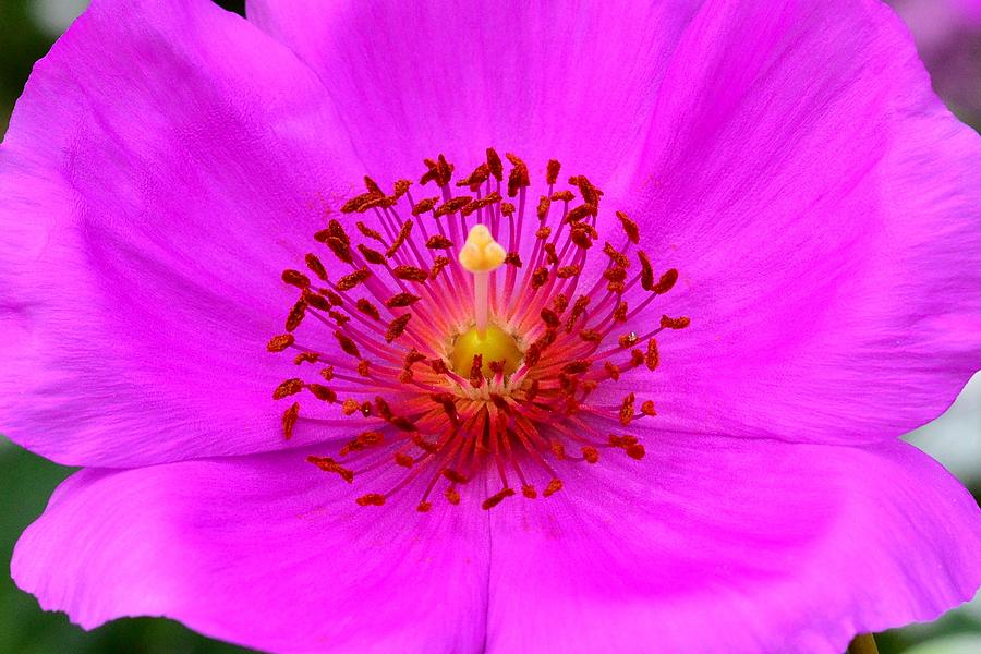 Magic Magenta - Calandrinia Photograph by KJ Swan