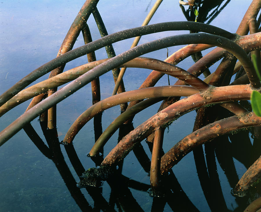 Mangrove Roots In A Swamp In Hawaii by G. Brad Lewis / Science Photo ...