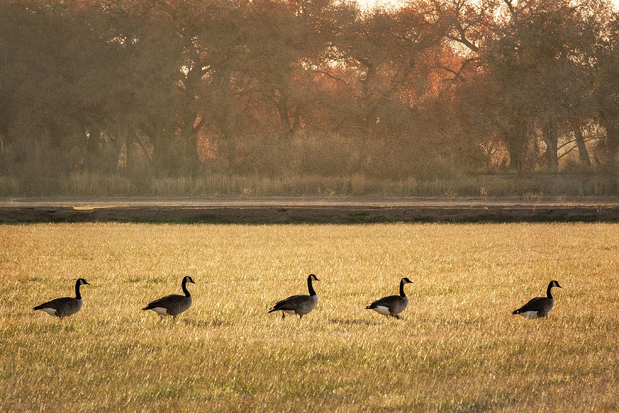 March of the Geese Photograph by Mary Lee Dereske