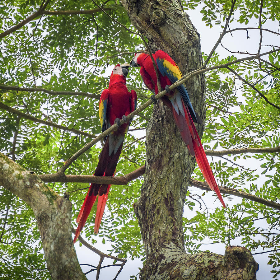 Colorful Macaws Perched on Tree Branch Photograph - Mates for Life by David Morefield