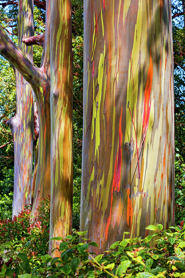 Colorful Eucalyptus Trees Photograph - Maui Eucalyptus by Kelley King