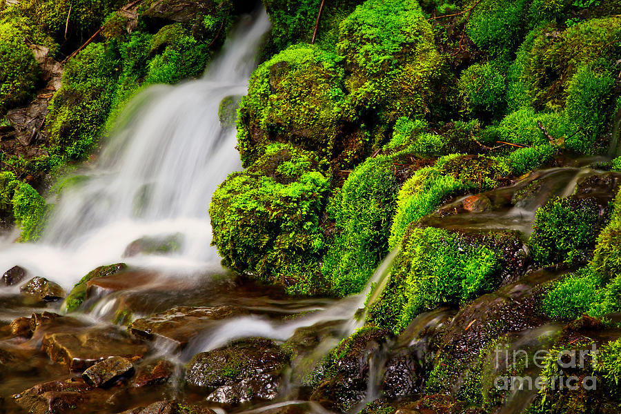 Mossy rocks and spring rain runoff Photograph by Bruce Block