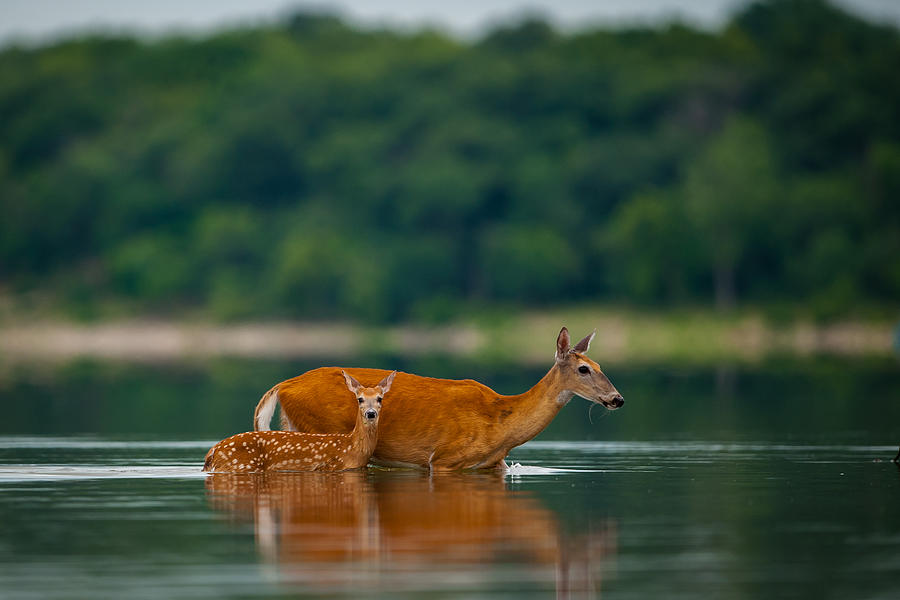 Mothers Courage Photograph by Jeff Phillippi