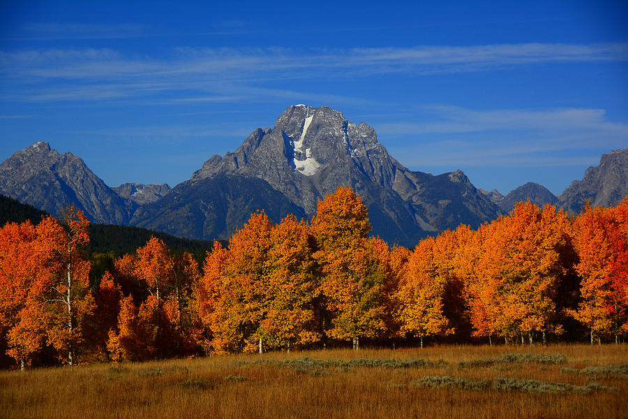 Mount Moran and Aspens Photograph by Raymond Salani III