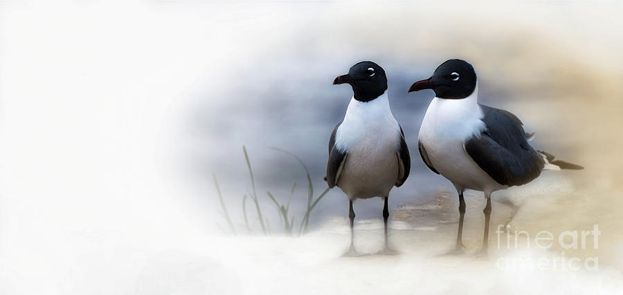 Mr and Mrs Laughing Gull Photograph by Mary Lou Chmura