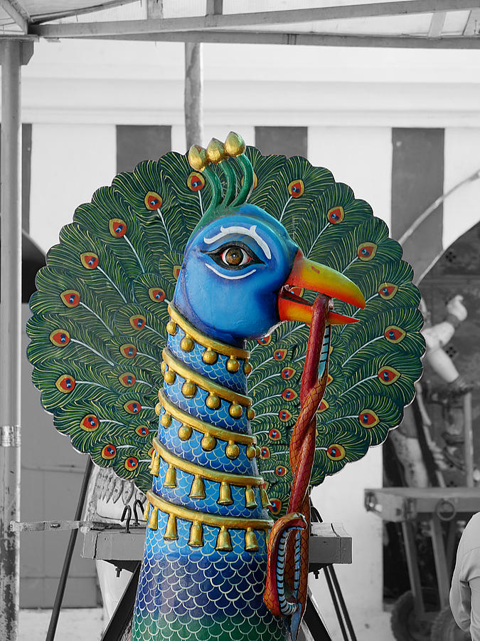 Mylapore Peacock Photograph by Richard Reeve