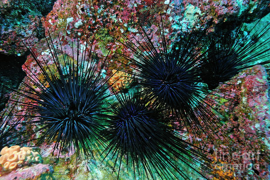 Sea Urchins on Vibrant Reef Photograph - Needle Sea Urchin by Sami Sarkis Photography