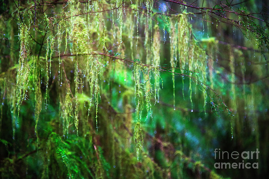 Old Mans Beard in a spring Rain Photograph by Bruce Block