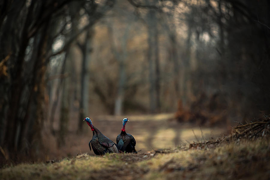 On the Woodlot Path Photograph by Jeff Phillippi