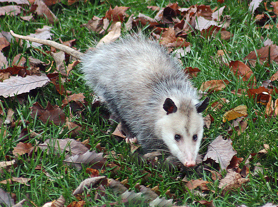Opossum Photograph by Gina Fitzhugh