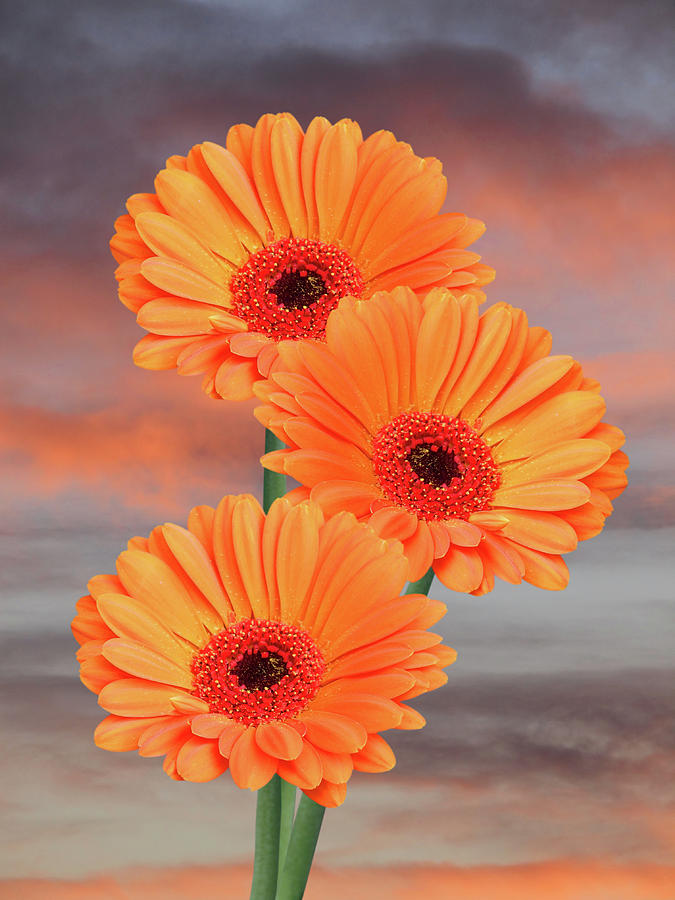 Orange Gerbera Daisies at Sunset by Gill Billington