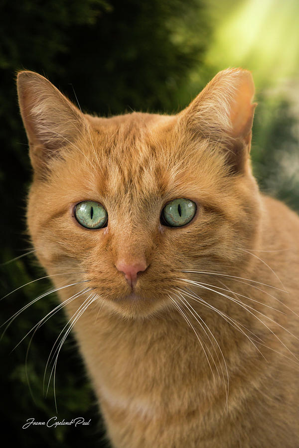 Orange Tabby Cat Photograph by Joann Copeland-Paul