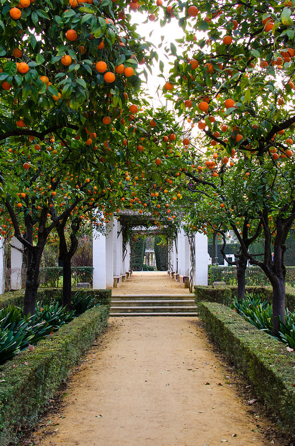 Oranges of Spain - Seville Photograph by AM FineArtPrints