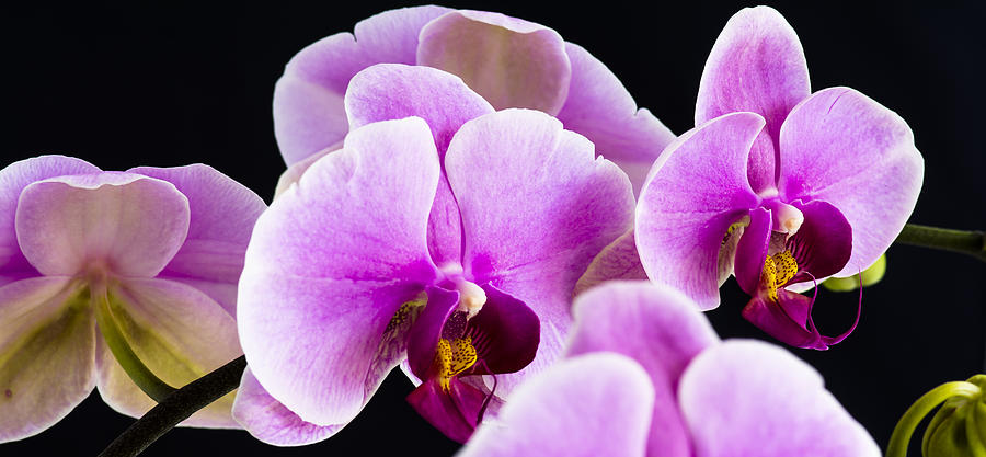 Orchid 2 Photograph by Web Browning