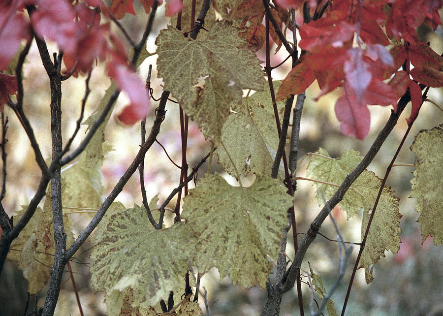Parallel Photograph by Kenneth Campbell