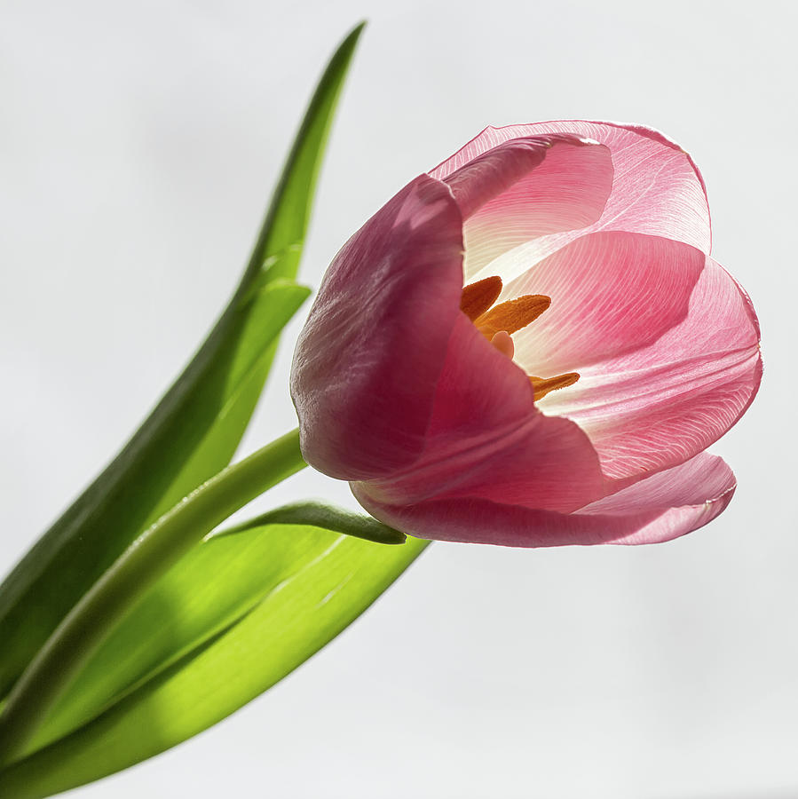 Pastel pink Photograph by Shirley Mitchell