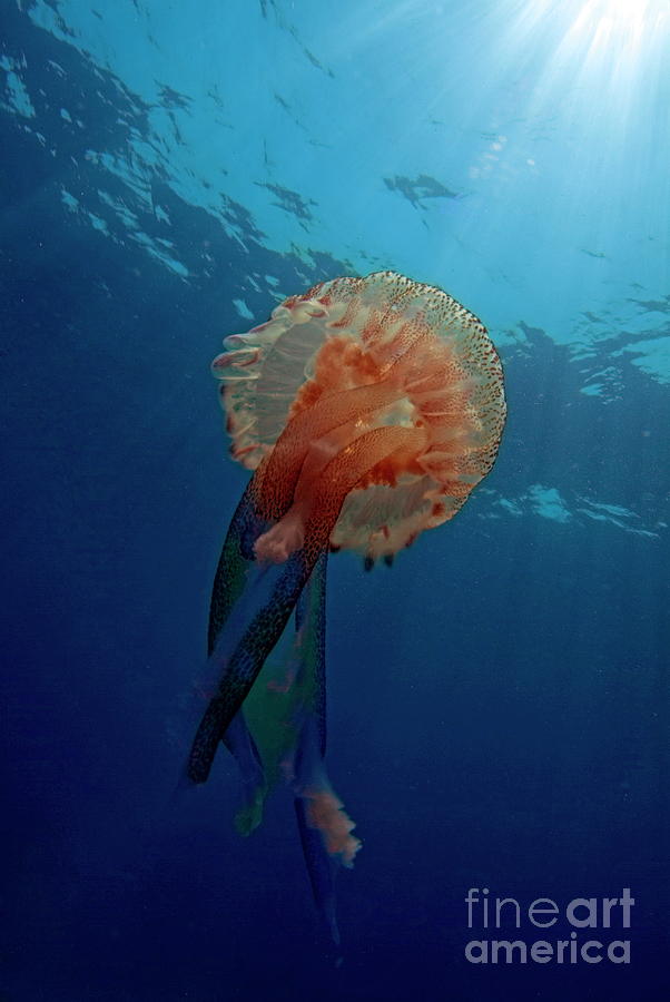 Majestic Jellyfish Underwater Photograph - Patterned Luminescent Jellyfish by Sami Sarkis Photography