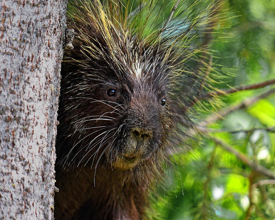 Peeking Porcupine Photograph by KJ Swan