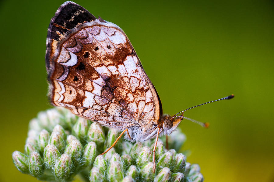 Phaon Crescent Photograph by Jeff Phillippi