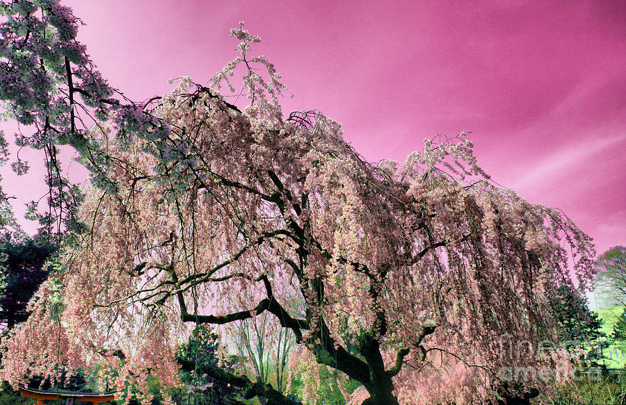 Pink Paradise Photograph by Onedayoneimage Photography