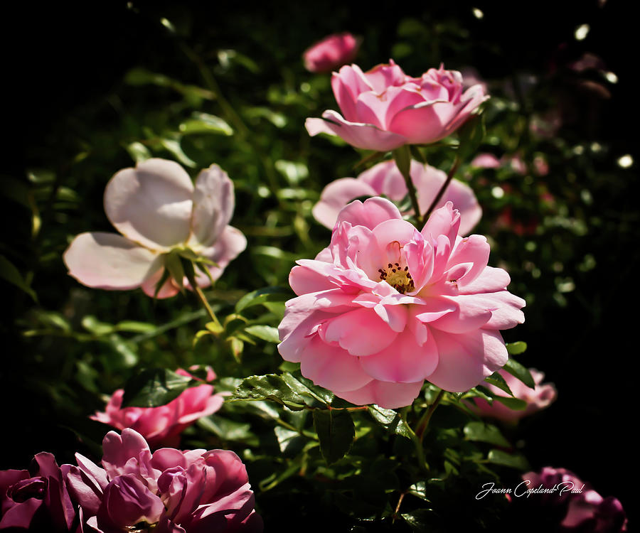 Pink Passion Photograph by Joann Copeland-Paul